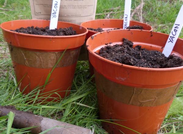 Planted Yacon
