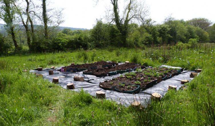 Potato beds