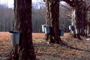 maple-sap-buckets